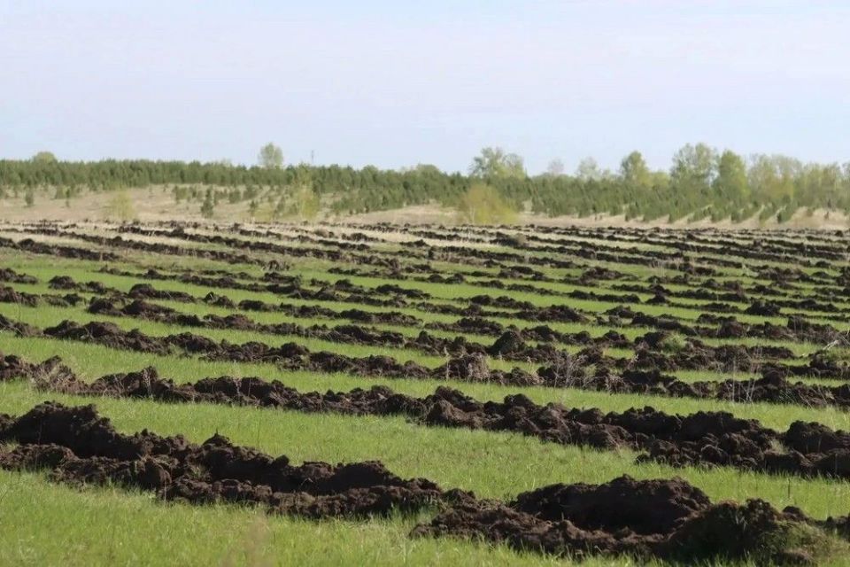 Игорь Панарин принял участие в акции «Лес Победы» в Шелаболихинском районе Игорь Панарин принял участие в акции «Лес Победы» в Шелаболихинском районе