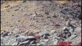 Двое котят снежного барса попали в объектив фотоловушки