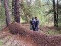Огромный муравейник длиной 10 м 40 см нашли в Павловском районе Алтайского края