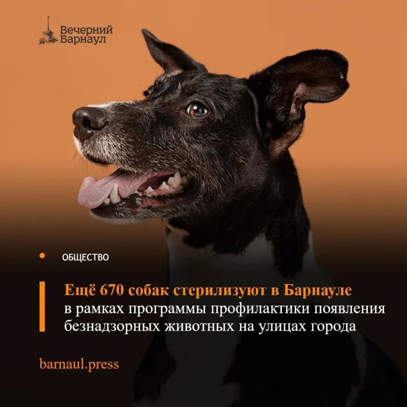 Администрация города и приют «Ласка» подписали соглашение о предоставлении гранта на сумму 8 млн 344 тысячи рублей, на средства которого будут стерилизованы 670 и чипированы 1160 хозяйских собак