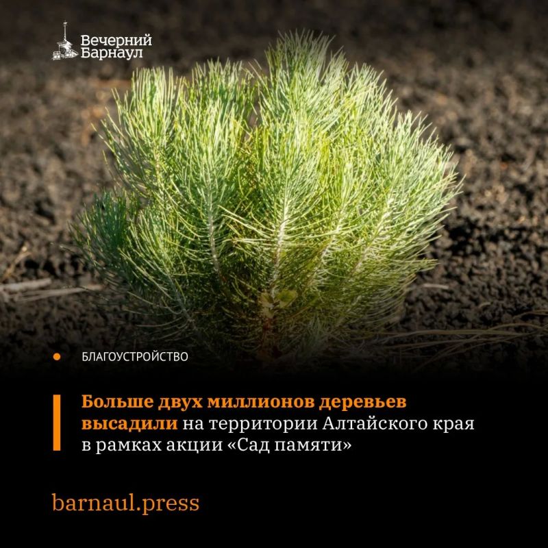 Больше 580 гектаров засадили молодыми саженцами в Алтайском крае в рамках международной акции «Сад памяти»