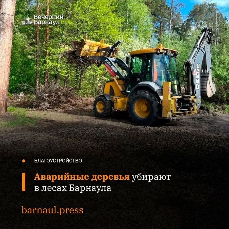 В Барнауле убирают аварийные и сухостойные деревья в лесном массиве города, а также проводят его акарицидную обработку