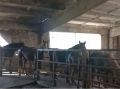 На Чуйском тракте остановили грузовик с 35 лошадьми без ветдокументов