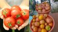 Три простых секрета для урожая до 10 кг с куста томатов