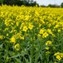Почему июнь не лучший месяц для посева горчицы: мифы и реальность