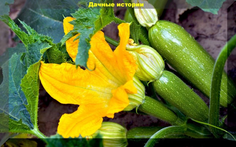 Секреты успешного ухода за кабачками и тыквами