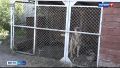 В Алтайском крае животные стали чаще нападать и кусать людей