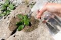 Уксус: волшебный помощник для сада и огорода