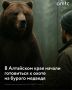 Алтайском крае с 7 июля начинается выдача разрешений на добычу бурого медведя