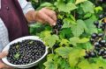 Как защитить смородину от болезней и вредителей после цветения