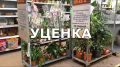 Покупка уцененных домашних цветов: как реанимировать самые потерянные экземпляры