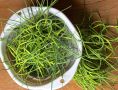 Чесночные стрелки: как превратить их в кулинарное чудо для зимы