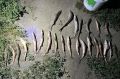 В Усть-Калманском районе полицейские задержали двух браконьеров с уловом краснокнижной стерляди