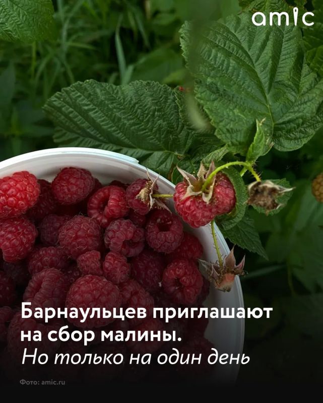 Институт садоводства Сибири имени М. А. Лисавенко приглашает на сбор малины 7 июля