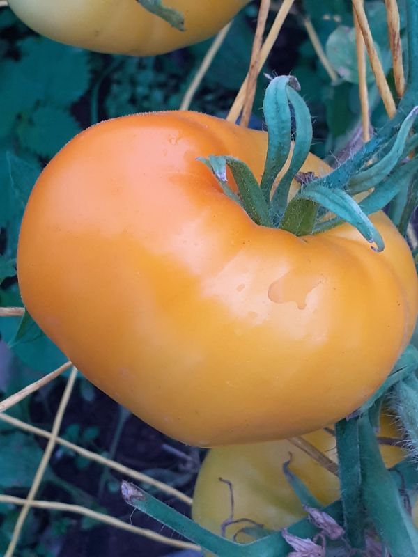 Попробуйте сорт 'Желтый гигант': томаты, которые поражают размером и вкусом