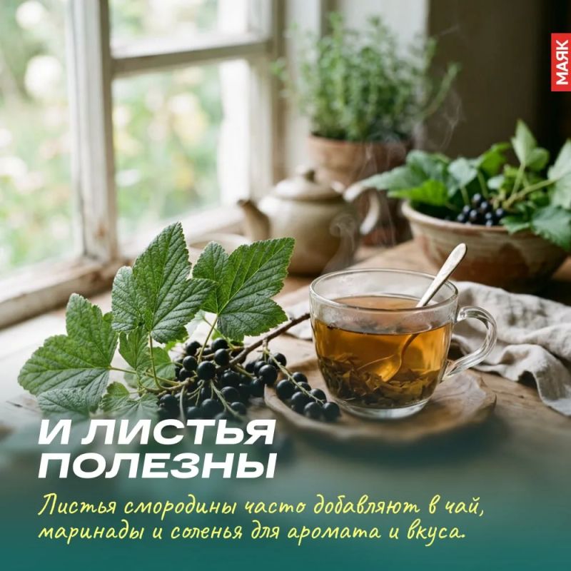Сегодня, 14 июля, День смородины Сегодня, 14 июля, День смородины