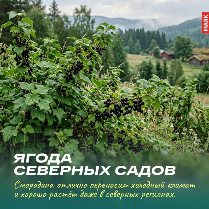 Сегодня, 14 июля, День смородины Сегодня, 14 июля, День смородины