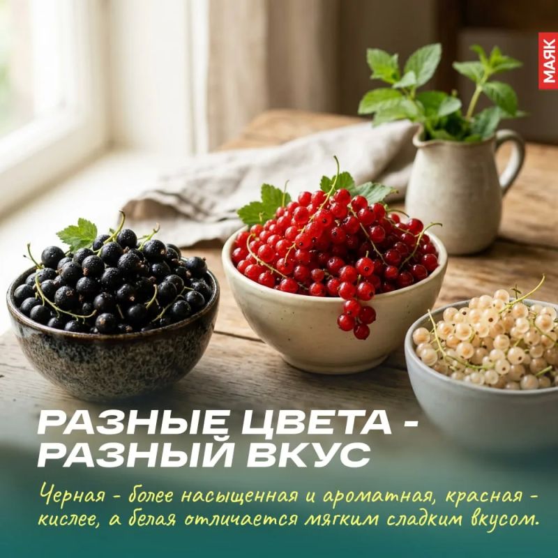 Сегодня, 14 июля, День смородины Сегодня, 14 июля, День смородины
