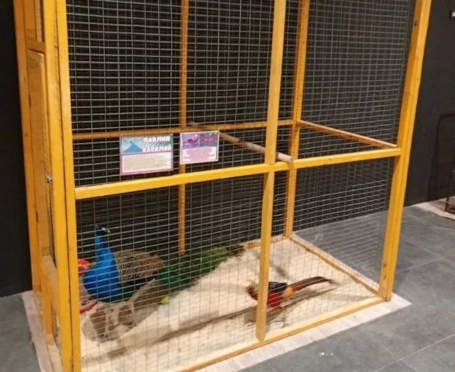У организаторов нелегальной выставки в Бийске забрали более 60 животных У организаторов нелегальной выставки в Бийске забрали более 60 животных