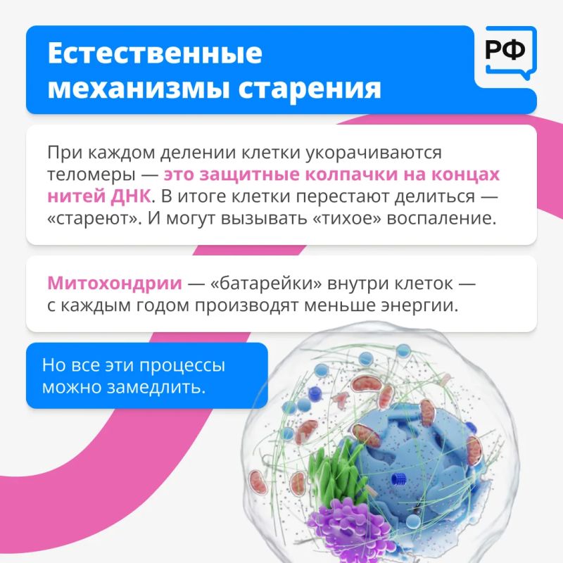 «Мы не можем отменить старение, но можем замедлить этот процесс «Мы не можем отменить старение, но можем замедлить этот процесс