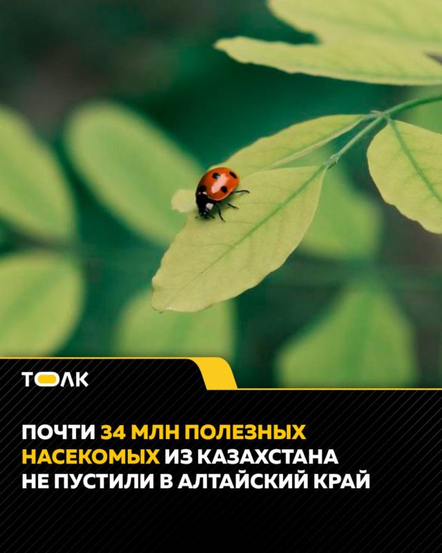 Почти 34 миллиона полезных насекомых не пропустили в Алтайский край