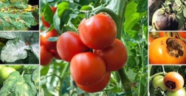 Эффективная защита от фитофторы: как сохранить урожай помидоров и картофеля?