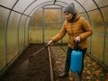 Как медный купорос защищает почву вашей теплицы от вредителей