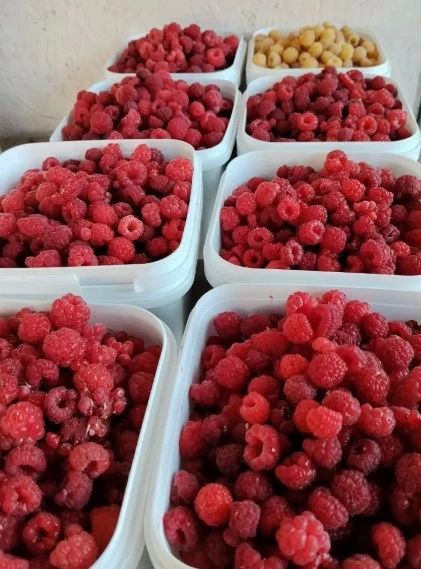 Много малины, спеет брусника: жители Алтайского края набирают ягоды ведрами Много малины, спеет брусника: жители Алтайского края набирают ягоды ведрами