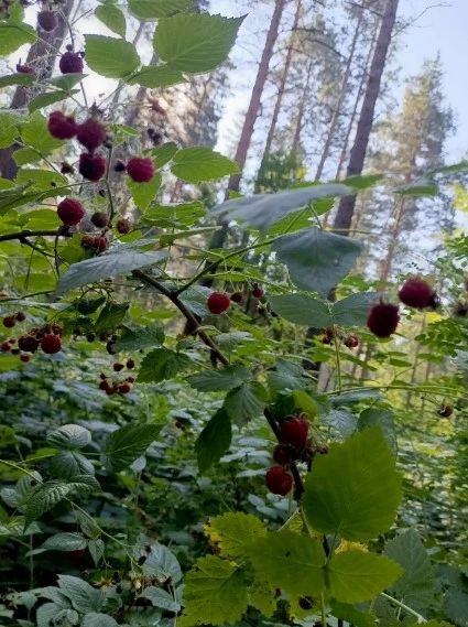 Много малины, спеет брусника: жители Алтайского края набирают ягоды ведрами Много малины, спеет брусника: жители Алтайского края набирают ягоды ведрами