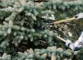 Эффективная обрезка вечнозеленых растений: советы и техники