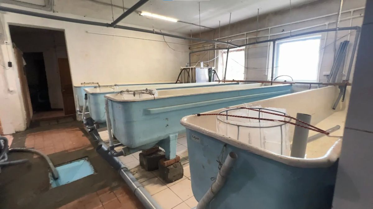 «Ясли для мальков» работают в Павловском районе «Ясли для мальков» работают в Павловском районе