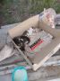 Слепых котят выбросили на улицу в Рубцовске