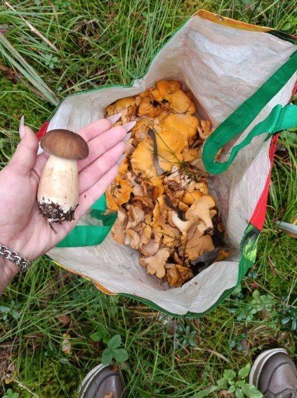 В алтайских лесах собирают грузди и лисички, опят ждут через две недели В алтайских лесах собирают грузди и лисички, опят ждут через две недели