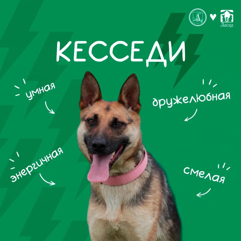 Дорогие подписчики!. Знакомьтесь — КЕССЕДИ! Ей 5 лет, она очень энергична и любвеобильная