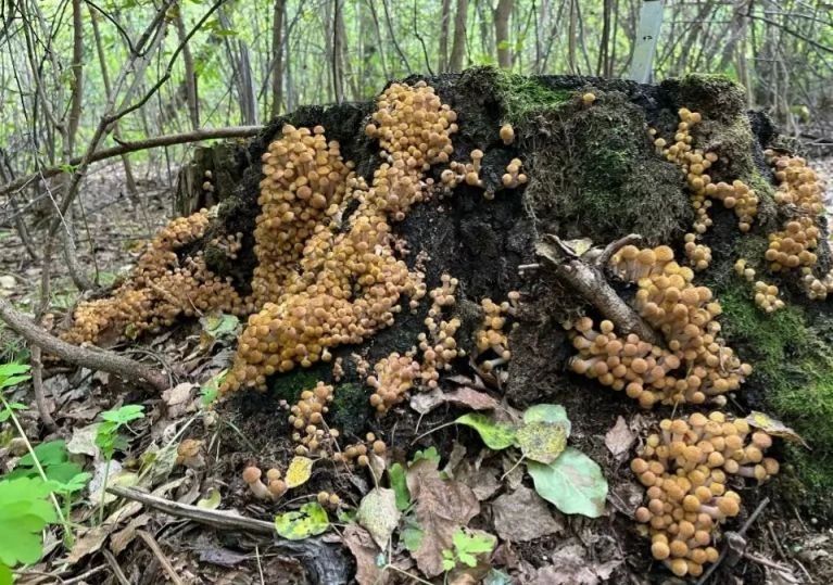 Первые опята начали собирать в лесах Алтайского края Первые опята начали собирать в лесах Алтайского края