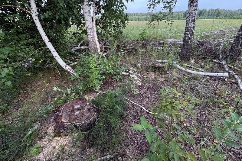 Нарубил дров на полмиллиона рублей: в Заринском районе полицейские выявили факт незаконной рубки деревьев Нарубил дров на полмиллиона рублей: в Заринском районе полицейские выявили факт незаконной рубки деревьев