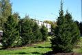 В Барнауле в рамках осенней кампании высадят почти тысячу деревьев