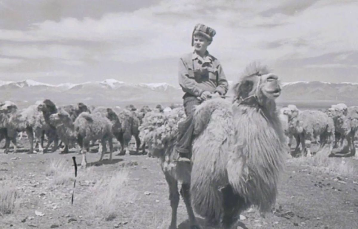 Медведи, маралы и верблюды в объективе фотоохотников Медведи, маралы и верблюды в объективе фотоохотников