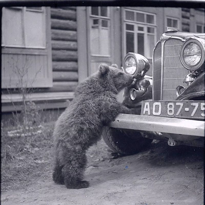 Медведи, маралы и верблюды в объективе фотоохотников Медведи, маралы и верблюды в объективе фотоохотников