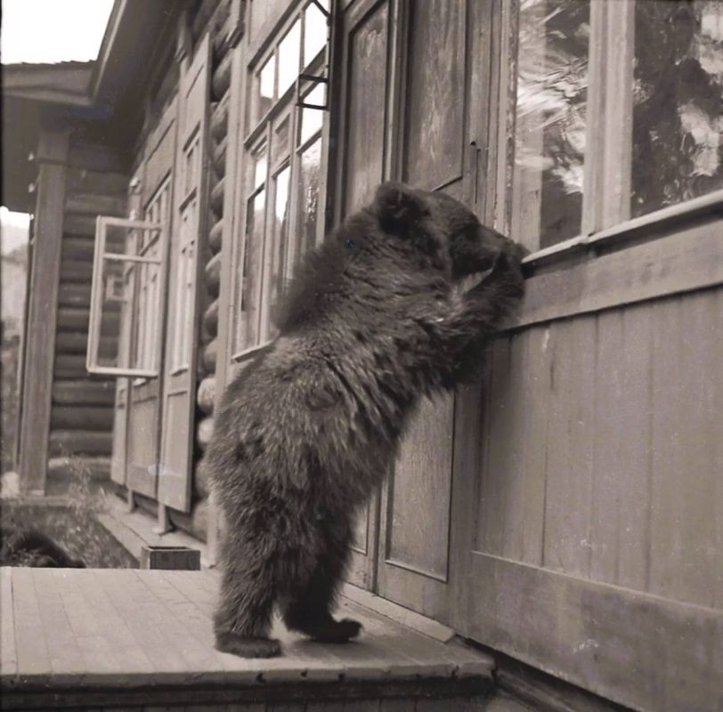 Медведи, маралы и верблюды в объективе фотоохотников Медведи, маралы и верблюды в объективе фотоохотников