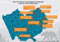 Где в Алтайском крае видели медведей? Карта