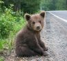 Медвежонка заметили у дороги в Фирсово