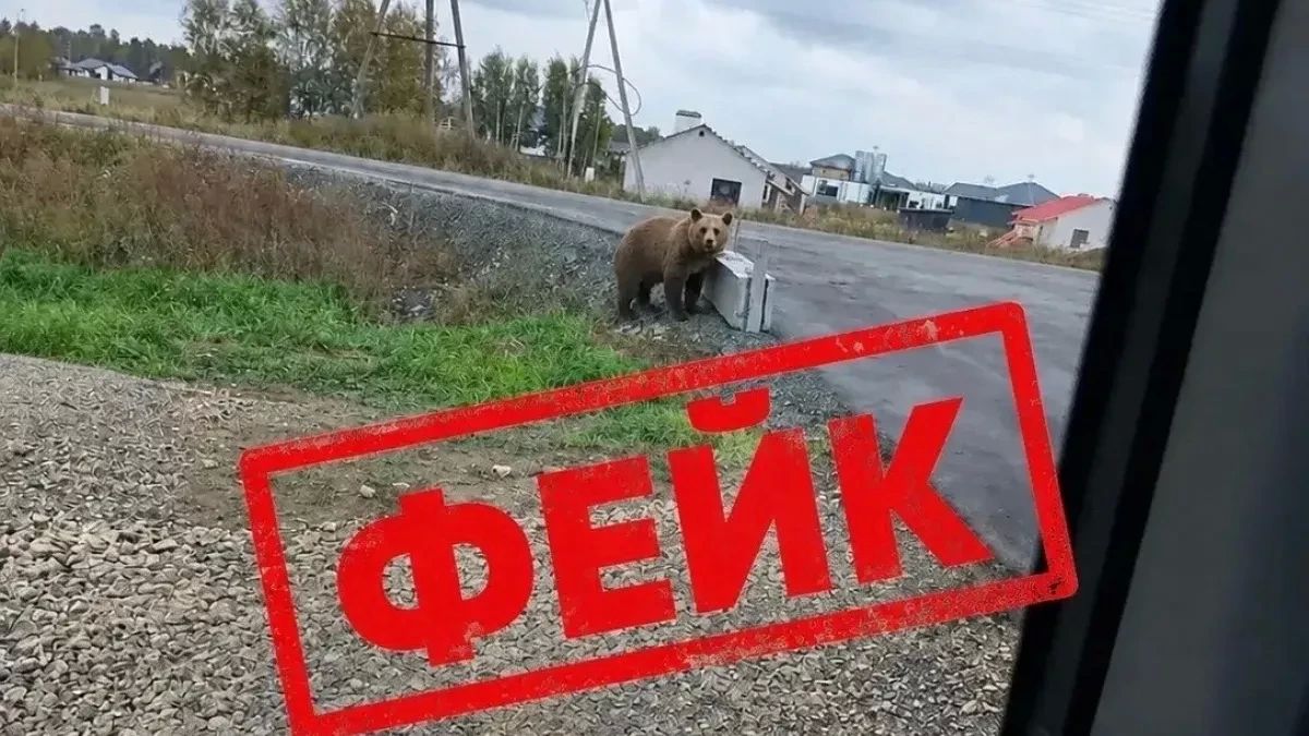 Жителя Алтайского края могут оштрафовать за фейк с медведем
