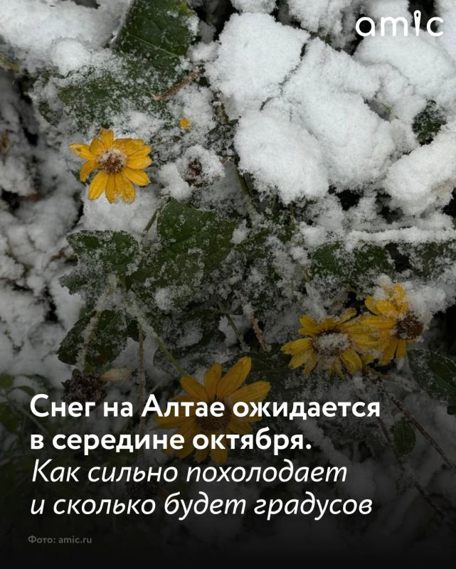 Первый снег в Алтайском крае может выпасть 10 октября, к этому моменту в регионе весьма заметно похолодает: столбики термометров днем будут показывать около +7 градусов, а ночью ожидается +4 градуса