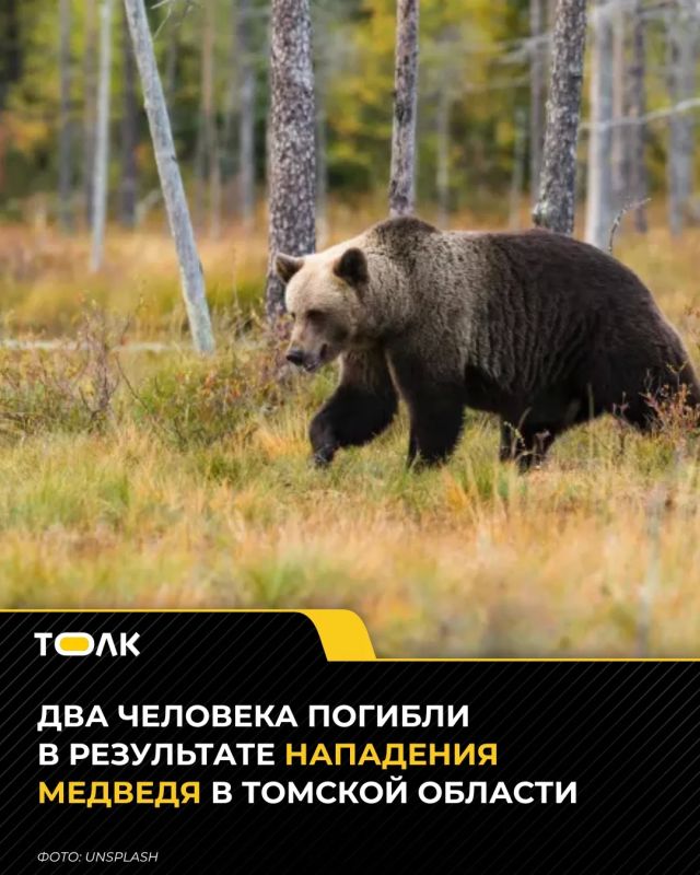 Агрессивный медведь убил двух сельчан, искавших корову в Томской области