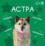 Дорогие подписчики!. Знакомьтесь — АСТРА! Добрая, ласковая и по-настоящему солнечная собачка