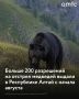 Минприроды Республики Алтай выдало 203 разрешения на регулирование численности медведей с начала августа по 17 сентября 2026 года