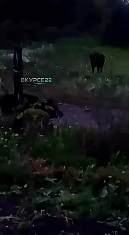 Дикий кабан несколько дней появляется на улицах села Новороманово Калманского района