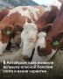 районе Алтайского края ввели карантин из-за выявленного очага лептоспироза у крупного рогатого скота