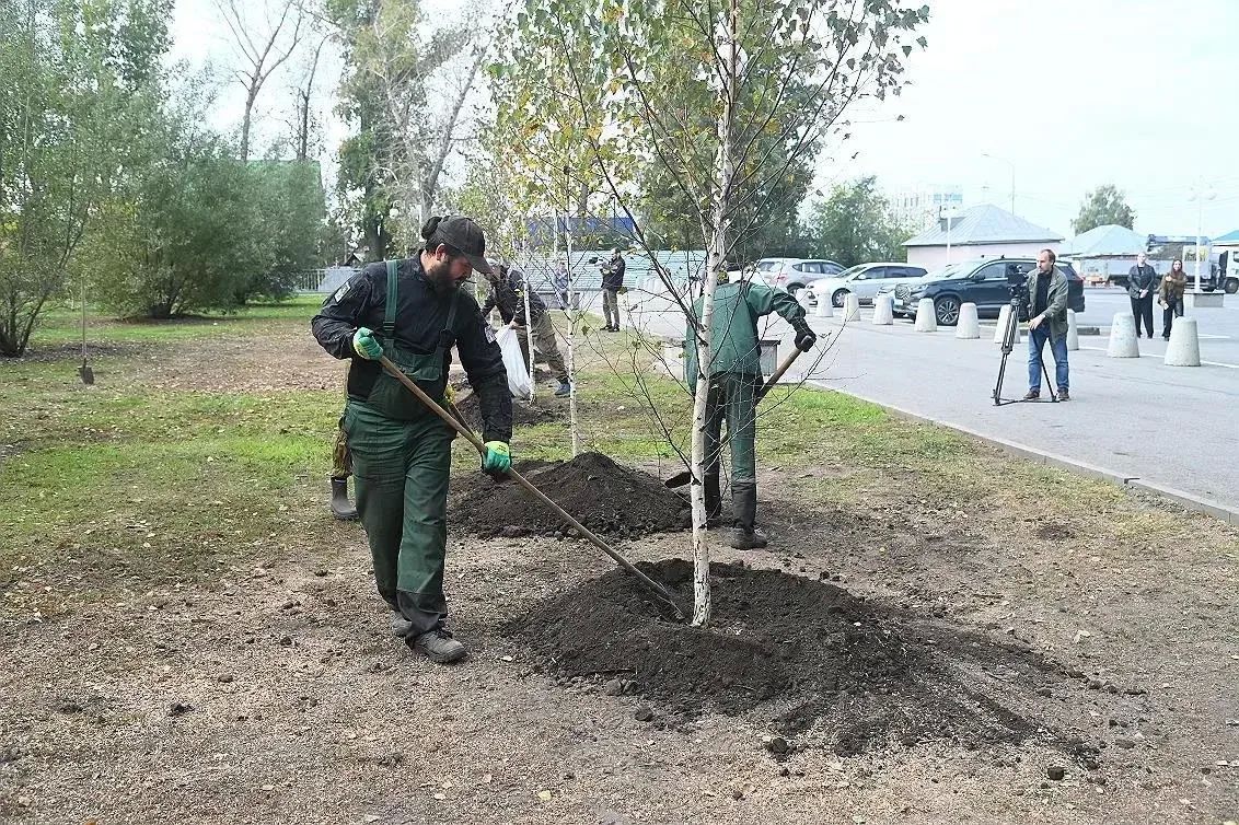 В Нагорном парке Барнаула высадили новые деревья В Нагорном парке Барнаула высадили новые деревья